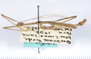 CollectionObject 1559347; 78e97a08-6155-40d4-9a0c-e885a0bd9b27: copyright ANSP. male, lateral view (paratype). (CollectionObject).;CollectionObject 1559348; d775b2c6-2124-4185-9467-d9a8da445562: copyright ANSP. male, lateral view (paratype). (CollectionObject).