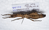 CollectionObject 1576541; b1a42bd8-728d-4f5b-a1fb-5c13fa862864: copyright Francis Seow-Choen. female, ventral view (paratype). (CollectionObject).;CollectionObject 1576542; 858714cd-5e55-4f98-8a9c-4a0930e48f13: copyright Francis Seow-Choen. female, ventral view (paratype). (CollectionObject).