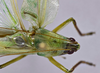 CollectionObject 1593765; 36bbc1fa-e4db-4acf-863a-febe731a1234: male head and pronotum, dorsal view. (CollectionObject).