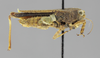 CollectionObject 1523048; d0544f7f-8417-4bdb-b3f6-078a8df346c1: female, lateral view (holotype). (CollectionObject).