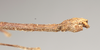 CollectionObject 1560811; 37433f9c-8556-43cf-a296-dde0d4ef6a92: copyright Natural History Museum, London. male; end of abdomen, lateral view of Phasma maculatum (holotype). (CollectionObject).