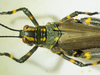 CollectionObject 1498721; 106d49af-57fa-4590-95fd-480de7b96acb: female head and pronotum, dorsal view. (CollectionObject).