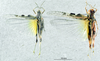CollectionObject 1537922; 9b685415-dc00-4c65-b727-94d2a75e2b83: male and female, dorsal view. (CollectionObject).