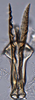 Aedeagus, ventral view on Coccineasca coccinea (Fitch, 1851): (Observation).