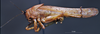 CollectionObject 1507390; afc63221-3327-4ae0-97ab-e35d6f97d64b: male habitus lateral view (holotype). (CollectionObject).