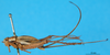 CollectionObject 1500796; 7c38f4bc-2f4f-4c73-8435-215164c7b0f4: female, lateral view (holotype of Piestodactylus longicauda). (CollectionObject).