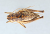 CollectionObject 2738328; 734eff2c-9d8d-4c59-a1cc-1a38998adb0d, CNCI 311943: Ceuthophilus mississippi. Dorsal view. (CollectionObject).