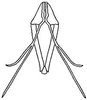 Aedeagus, ventral view on Chlorotettix filamenta DeLong, 1937: Aedeagus, ventral view. (Observation).