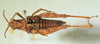 CollectionObject 1498694; d315aa8c-f889-46fa-b174-2a7894671064: female, dorsal view. (CollectionObject).