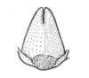 Ceuthophilus (Geotettix) guttulosus thomasi Hubbell, 1936: Fig. 766. male subgenital plate. (Otu).