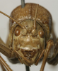 CollectionObject 1534981; 7a1d286d-6e9c-4a7e-bd62-dd0b51c81216: male, frontal view (syntype). (CollectionObject).