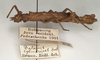 CollectionObject 1561585; a558f7bf-3ebb-4d82-9935-1438bc9f11dd: copyright St. Petersburg. female, laterial view (PLT of synonym Datames cylindripes). (CollectionObject).