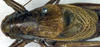 CollectionObject 1500563; f2dd6ff2-e46d-42c2-980c-e7ea3df250fa, DORSA BTpsoineS01: male, dorsal view (holotype of Psorodonotus inermis). (CollectionObject).