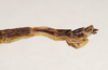 CollectionObject 1562150; ac44a805-3df0-439b-9533-8168752763e5: copyright Natural History Museum, London. male: end of abdomen, lateral view (holotype). (CollectionObject).