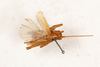 CollectionObject 1531179; 5fb7ec68-e649-4af4-9a8f-1e1c7b313b5a: male, dorsal view (syntype). (CollectionObject).