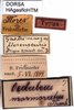 CollectionObject 1507074; e2629f85-d3fe-490d-950c-5b806ab5681e: labels (holotype of Gastrimargus floresensis). (CollectionObject).