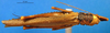 CollectionObject 1502112; 3a690a1a-60d7-4a72-82d0-01f35d3f9239: female, dorsal view (allotype). (CollectionObject).