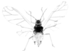 Habitus, dorsal view.: Body of A. urticata. (Observation).