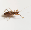 CollectionObject 1584023; f053cde8-9a3f-47e8-99fb-684b3a8fb857: male. (CollectionObject).