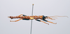 CollectionObject 1563978; 877c4611-22e9-401d-8aeb-6ea37aaa72dc: Copyright ZSMC, Munich. male, lateral view (holotype). (CollectionObject).