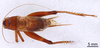 CollectionObject 1522833; c61c29f2-acd7-43cb-ada6-9da17b953d4e: Male, dorsal view (holotype). (CollectionObject).