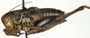 CollectionObject 1502449; a60ee6c5-395c-4927-96a5-be90d833aa6b: male, lateral view (syntype). (CollectionObject).