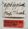 labels (syntype of Acrydium ephippium). Depicts CollectionObject 1531172; UZIU Thunberg Collection nr 15813, 0433f288-c385-4106-9713-4151b4075691, a CollectionObject.