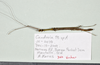 CollectionObject 1597621; d062c303-0caf-4154-b1b4-6839afd9df4b: copyright QM. male, dorsal view (holotype). (CollectionObject).