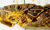 CollectionObject 1498670; bddef776-7ce5-4137-86d1-7f64c0a23ca4: female pronotum and tegmina, lateral view. (CollectionObject).