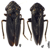 Habitus, dorsal view: U.S.A., Minnesota, Clay Co., 4 mi SEE of Glyndon, Bluestem Prairie, INHS. (Observation).