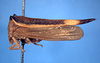 Hyphinoini Haupt, 1929: _Bubalopa furcata_. (Otu).