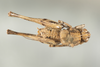CollectionObject 1499303; d6bd2f17-25ec-41b4-bf8c-845187e5c299: Male, dorsal view (holotype). (CollectionObject).