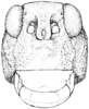 Phrynotettix robustus robustus (Bruner, 1889): Fig. 329. female, head, facial view. (Otu).