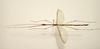 CollectionObject 1583792; 504137d1-b138-4909-bb15-6179e1645e55: copyright MNHN, Paris. male, dorsal view (paratype). (CollectionObject).;CollectionObject 1583793; ecd8adad-8df3-4622-8518-81f6a7571783: copyright MNHN, Paris. male, dorsal view (paratype). (CollectionObject).;CollectionObject 1583794; 1f7dc6b6-c82e-49b0-b7ad-6b44ff01b2e7: copyright MNHN, Paris. male, dorsal view (paratype). (CollectionObject).