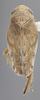 Habitus, dorsal view: !! display not done !! on Acinopterus gentilis (Berg, 1879): Dorsal. (Observation).