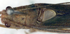 Parascopioricus lancifolius (Brunner von Wattenwyl, 1895): male pronotum and stridulatory area (syntype?). (Otu).