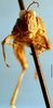 CollectionObject 1505045; ebd6bd3e-3f89-4bec-82ae-f598ca5c8844, DORSA D130XM01: male, frontal view (holotype). (CollectionObject).