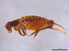 CollectionObject 2072605; 4aa9e39c-4f5e-4870-8f5b-f606372461ec: Paratype, female. Lateral habitus. (CollectionObject).