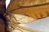 CollectionObject 1500608; 195d9e36-1b3d-4545-bb1f-167f8f4800d0, DORSA BTtroamyHTM: male, base of right tegmen (holotype). (CollectionObject).