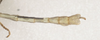 Clonaria inconspicua (Brunner von Wattenwyl, 1907): copyright St. Petersburg. male, end of abdomen, dorsal view (syntype). (Otu).