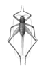 Megalamusus casenare Hebard, 1928: Plate XIII. Fig. 1 (after type). female, dorsal view. (Otu).