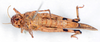 CollectionObject 1506409; 2c6327dd-dfa1-4f0d-8e52-4cdae62a934a: female, ventral view (syntype). (CollectionObject).