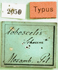 CollectionObject 1501186; 7faf4df4-7390-4995-89a4-3f92c5edf148, MfN 2059: labels (holotype). (CollectionObject).