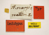 CollectionObject 1596014; 92649748-c15a-4691-b46c-74534d92b342, MZLU178067: labels (syntype of Acridium marginatum). (CollectionObject).