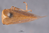 Habitus, dorsal view: !! display not done !! on Tortistilus wickhami (Van Duzee, 1908): (Observation).
