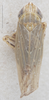Habitus, dorsal view on Arocephalus (Arocephalus) longiceps (Kirschbaum, 1868): Dorsal. (Observation).