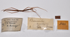 CollectionObject 1558994; 07c8b373-151c-4672-9044-c405cd3b7e66: copyright ZMHB, Berlin. female juv. & data labels of Bacunculus bradypus (holotype). (CollectionObject).