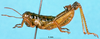 CollectionObject 1505169; c0fcdb8c-91d9-4d01-bf58-54d5ff32ea0d: male, lateral view (paratype). (CollectionObject).