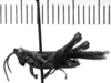 CollectionObject 1543634; bb200f2c-ad33-46e9-86e9-6fe4c9b7c870: Image Carbonell, C.S. male, lateral view (syntype). (CollectionObject).