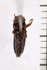 CollectionObject 1506067; 83fd58c7-45d4-404a-84f3-d42a732b1a2c: Male. Syntype. Chile. (CollectionObject).